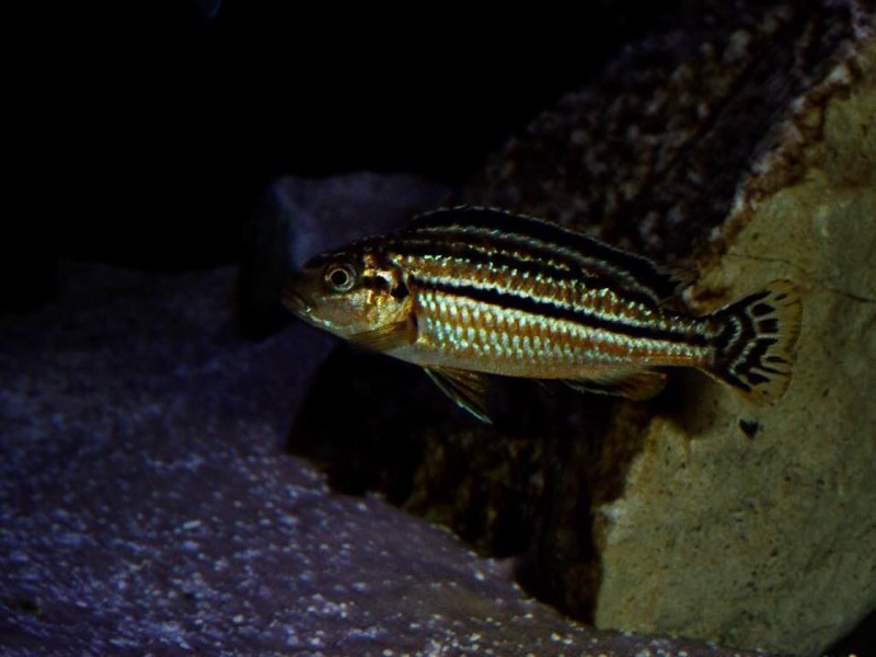 Melanochromis dialeptos